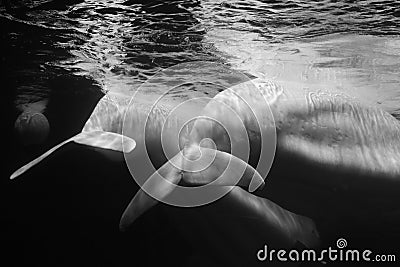 Beluga whale