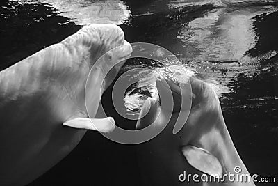 Beluga whale