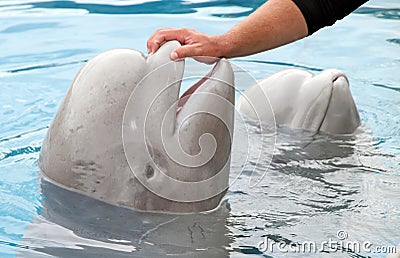 Beluga Whale Love