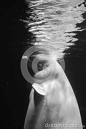 Beluga whale