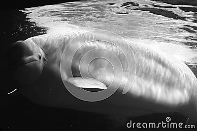 Beluga whale