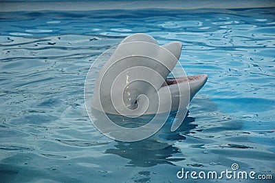 Beluga Whale (White Whale)