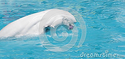 Beluga whale (white whale) in water