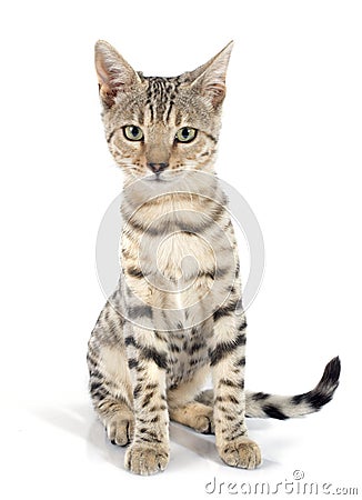 Bengal cat