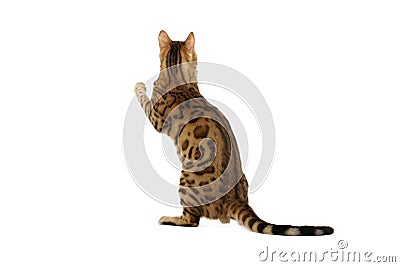 bengal-cat-standing-hind-legs-8548903.jp