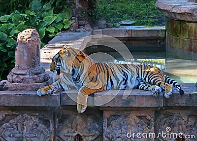 Bengal Tiger at Animal Kingdom