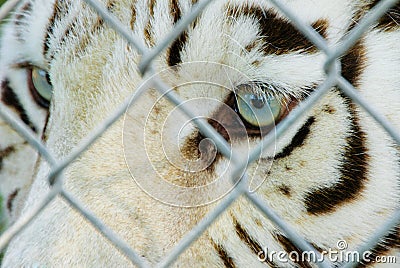 Bengal tiger eye