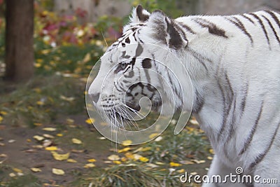 Bengal white tiger.