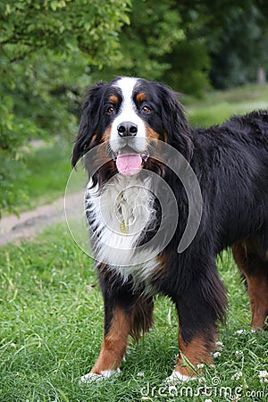 Bernese Mountain dog