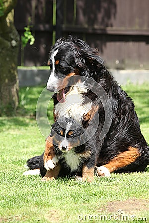 Bernese Mountain Dog bitch playing with puppy