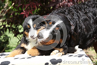 Bernese Mountain Dog bitch with puppy on blanket