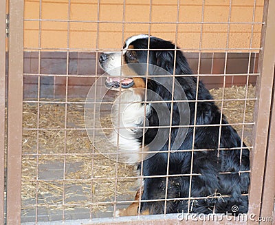 Bernese mountain dog in a cage