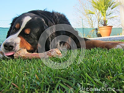 Bernese Mountain Dog Chewing Bone