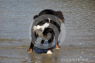 Bernese Mountaindog Shaking off Water