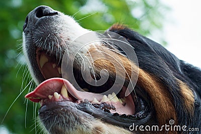 Bernese Mountaindog showing her teeth