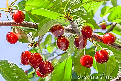 Berries of a sweet cherry on a branch