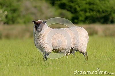 Beulah Speckled-Faced Sheep In Meadow