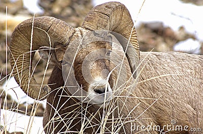 Bghorn Sheep Male