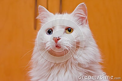 Bi-colored eye white cat