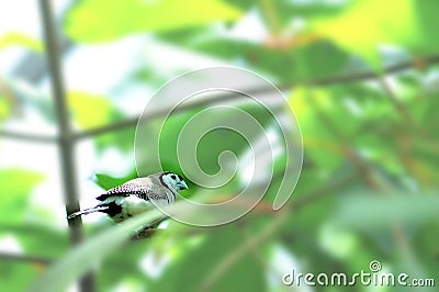 Bichenos Finch bird on blurred background