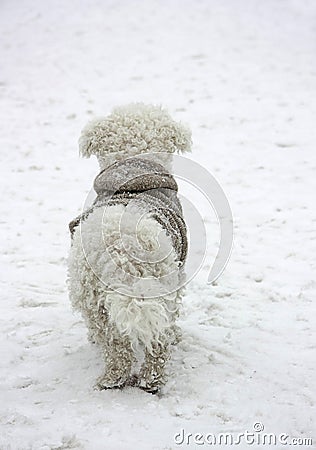 Bichon Frise dog in coat