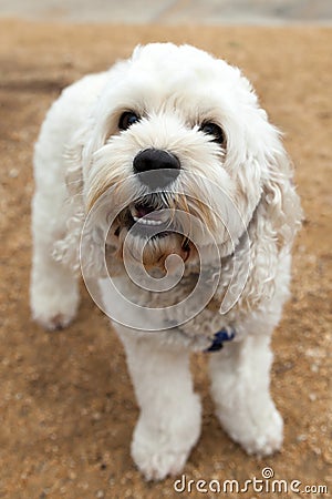 Bichon Frise Dog Out for a Walk