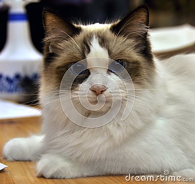 Bicolor ragdoll cat