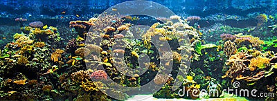 Big aquarium panorama
