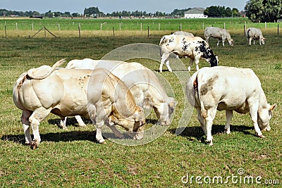 SEARCH AND BUY THIS PRODUCT Big Bad Muscular Bull Royalty Free Stock Photos - Image
