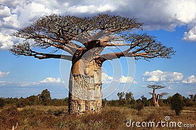 Big baoba tree in savanna, Madagascar