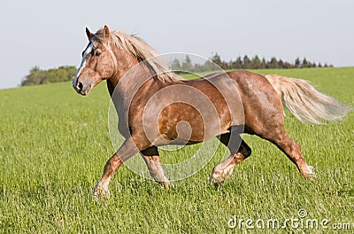 Big beautiful horse running