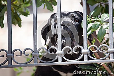 Big black Labrador Retriever dog
