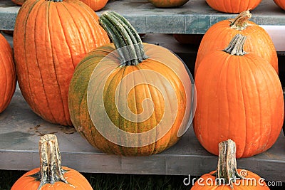 Big bold color of pumpkins
