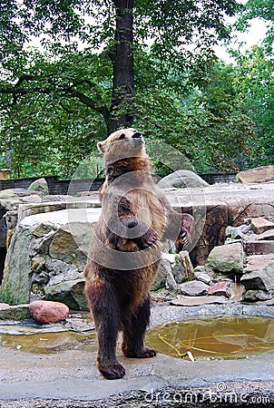 Big brown bear standing and asking for food