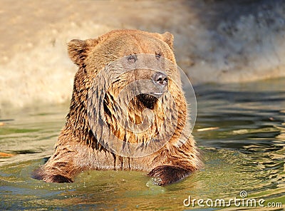 Brown bear