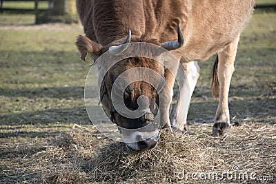 Big brown cow eating grass