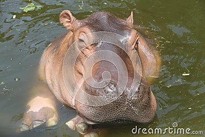 Big brown Hippo swims in a pond