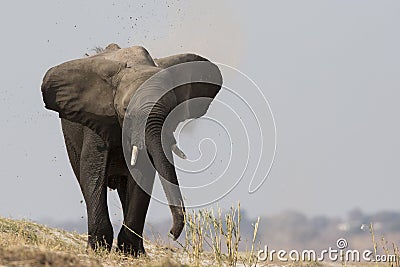 Big bull elephant charging