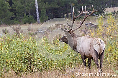 Big bull elk in full rut