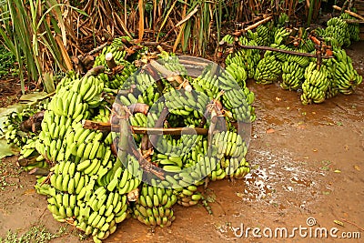 Big bunch of bananas