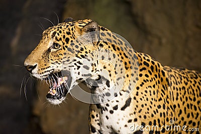 Big Cat Wildlife Animal, South American Jaguar