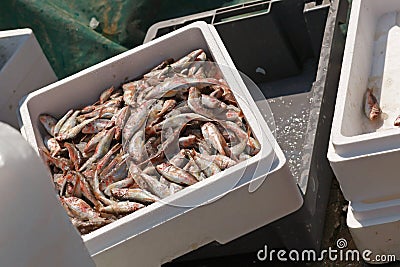 Big catch of mullet fish in box on fishing boat