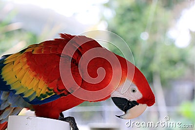 Big colorful parrot, birds of tropical paradise