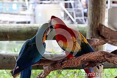 Big colorful parrot, birds of tropical paradise