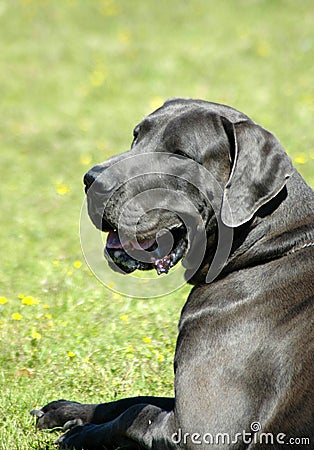 Big dog - Great Dane