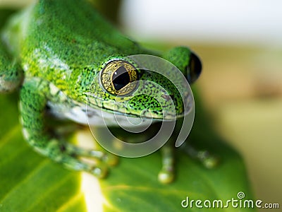 Big-eyed tree frog (7) leptopelis vermiculatus