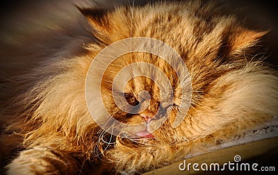 Big fat cat Persian sleeps