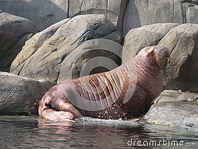 Big fat walrus