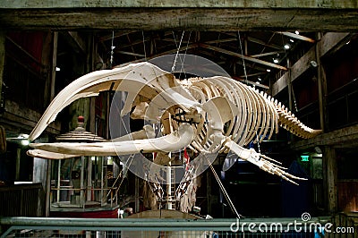Big fish skeleton in Georgia Aquarium, Atlanta, U.S.