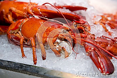 Big fresh lobster in the white plate fot dinner